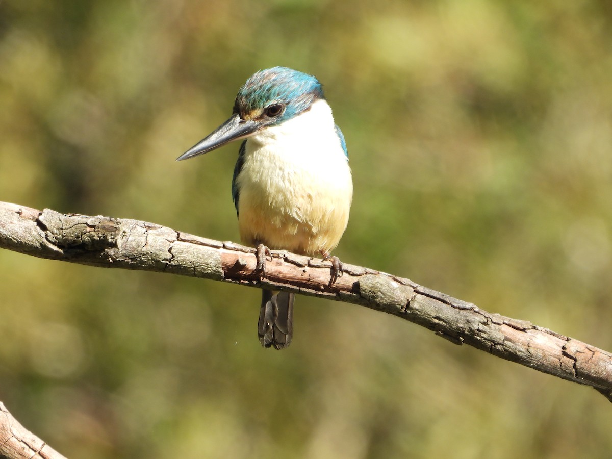 Sacred Kingfisher - ML646437523