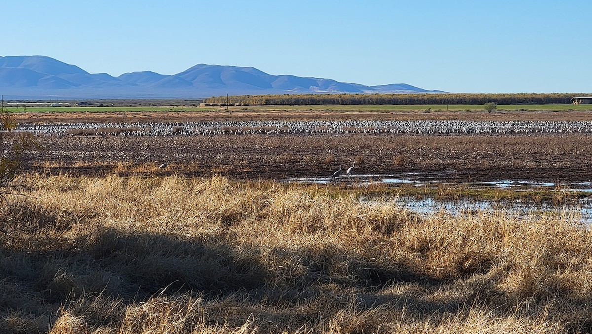 Kurrilo kanadarra - ML646437524