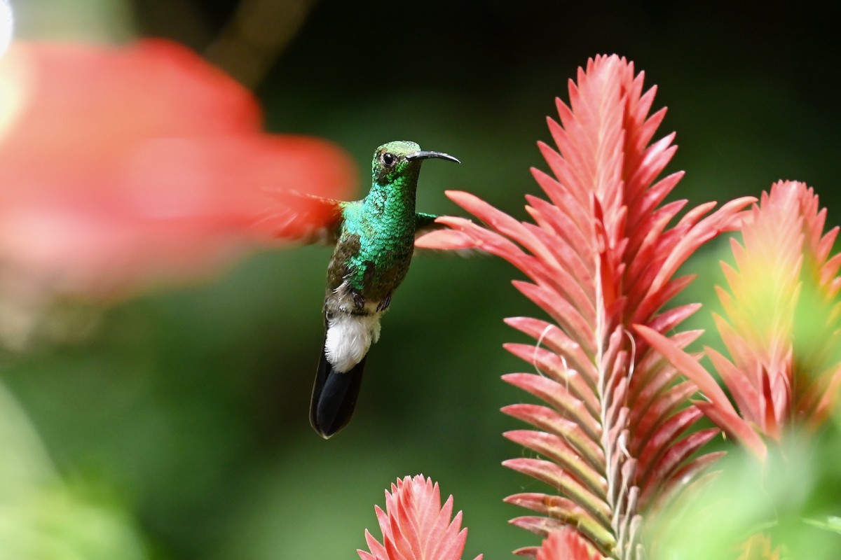 White-vented Plumeleteer - ML646437526