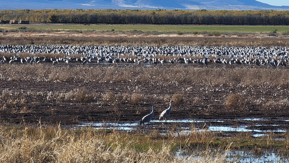 Kurrilo kanadarra - ML646437527