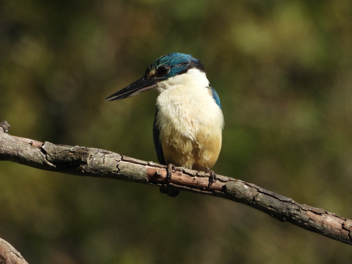 Sacred Kingfisher - ML646437537