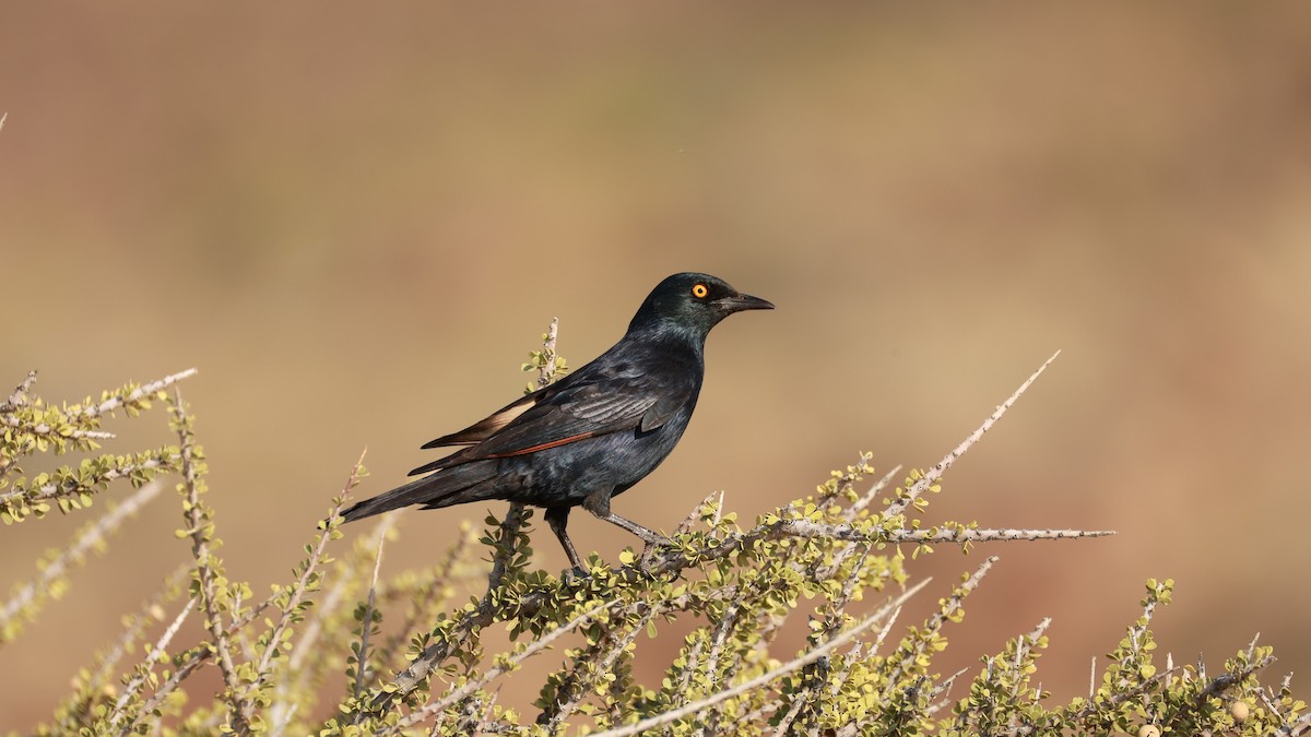 Бледнокрылый скворец - ML646437541