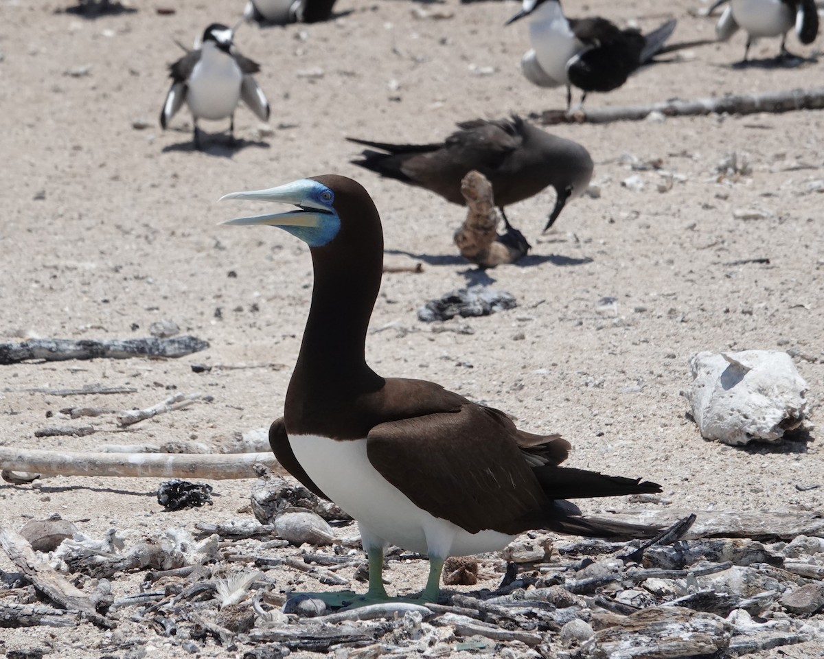 Brown Booby - ML646437544