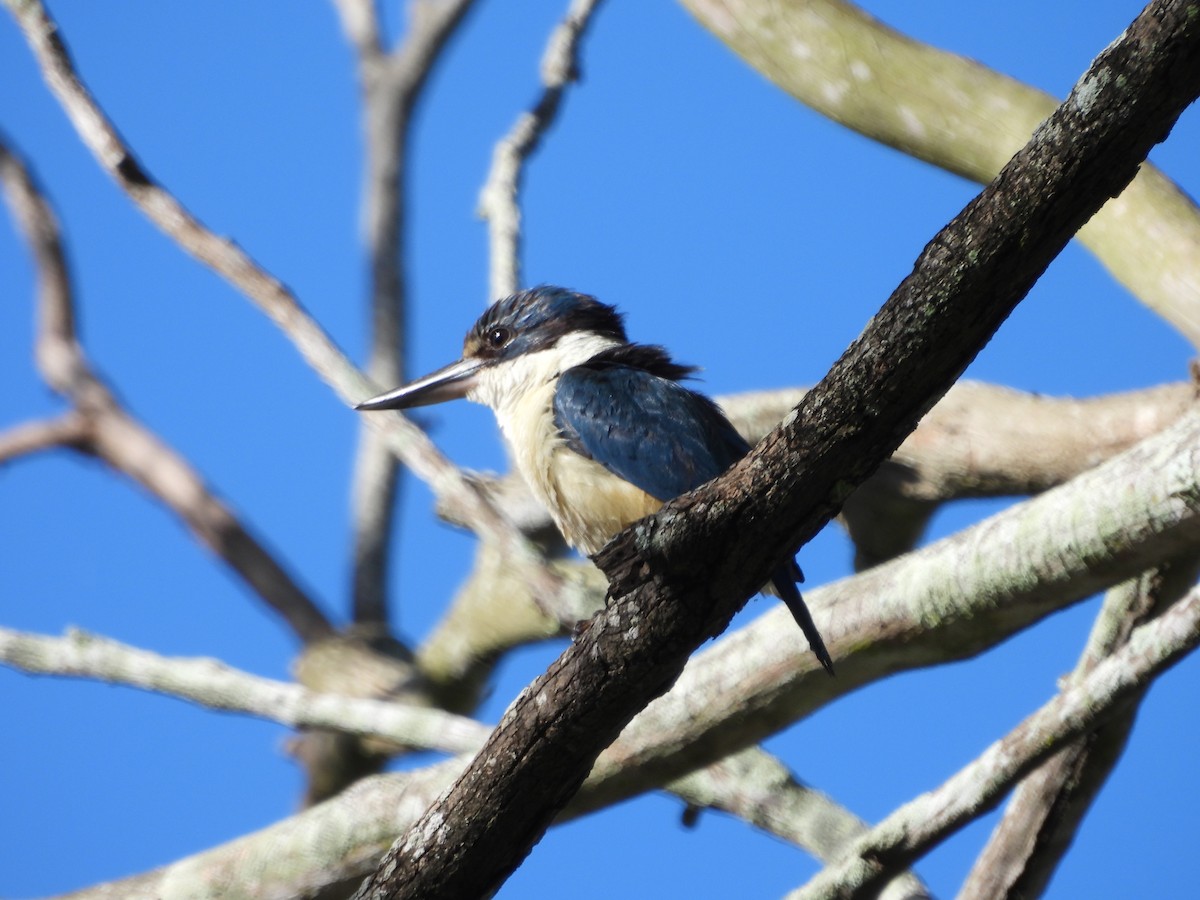Sacred Kingfisher - ML646437545
