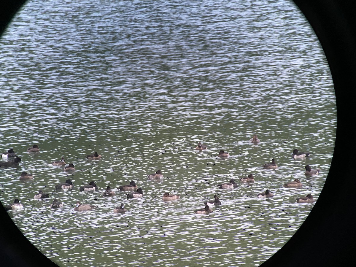 Tufted Duck - ML646437546