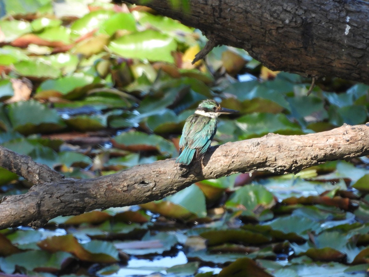Sacred Kingfisher - ML646437547