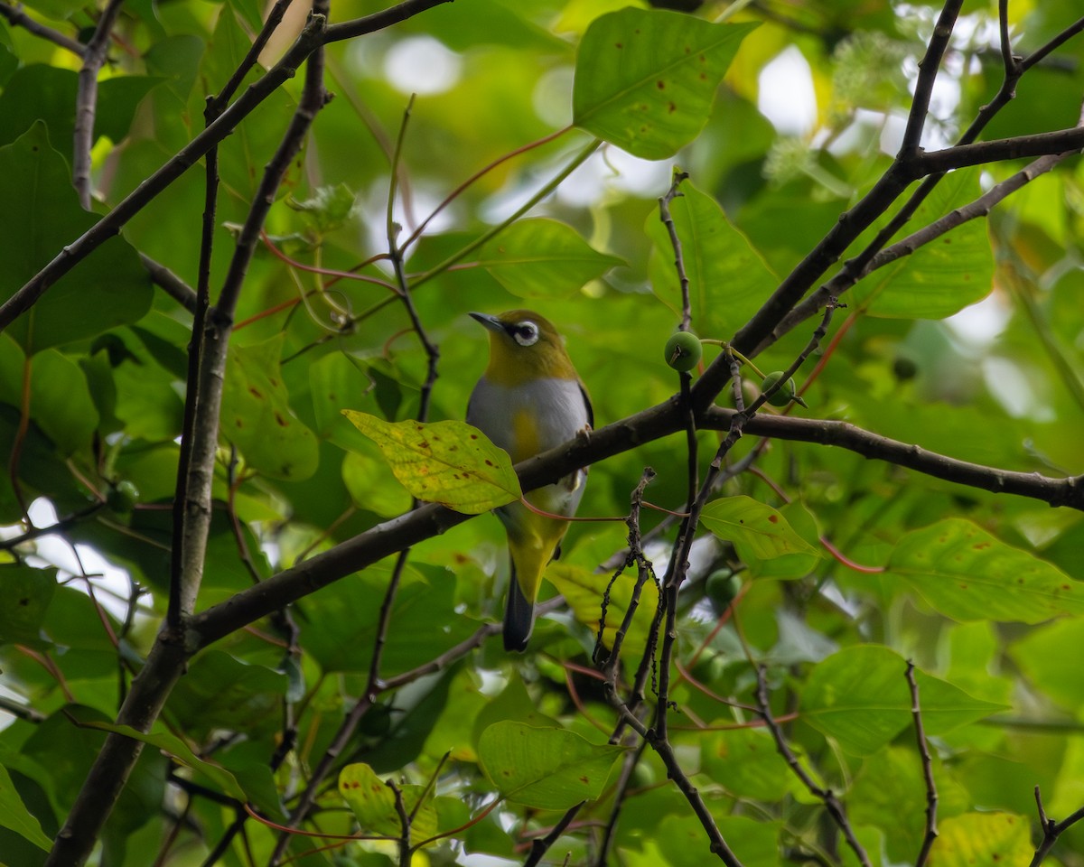 Hume's White-eye - ML646437548