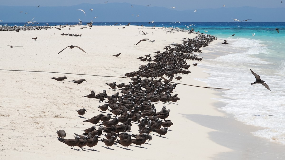 Brown Noddy - ML646437550