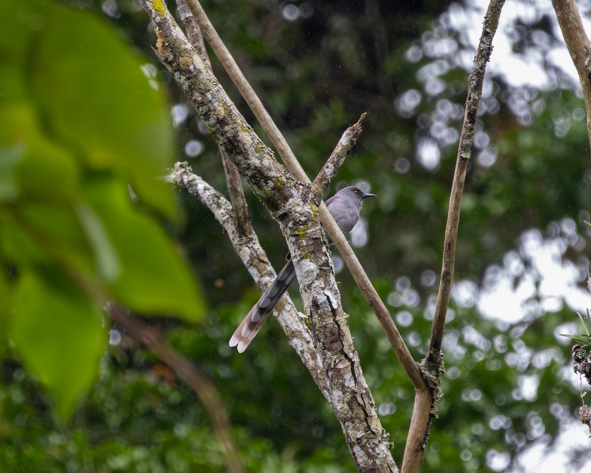 Long-tailed Sibia - ML646437551