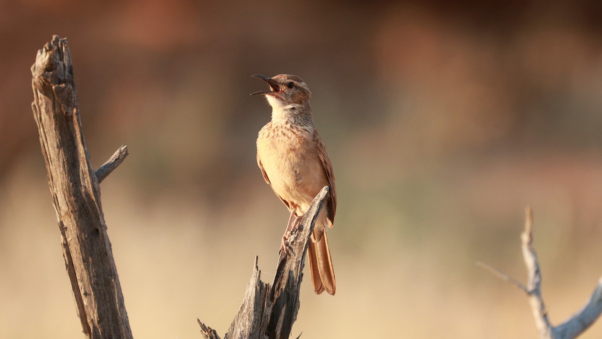 Karoo Long-billed Lark (Karoo) - ML646437552