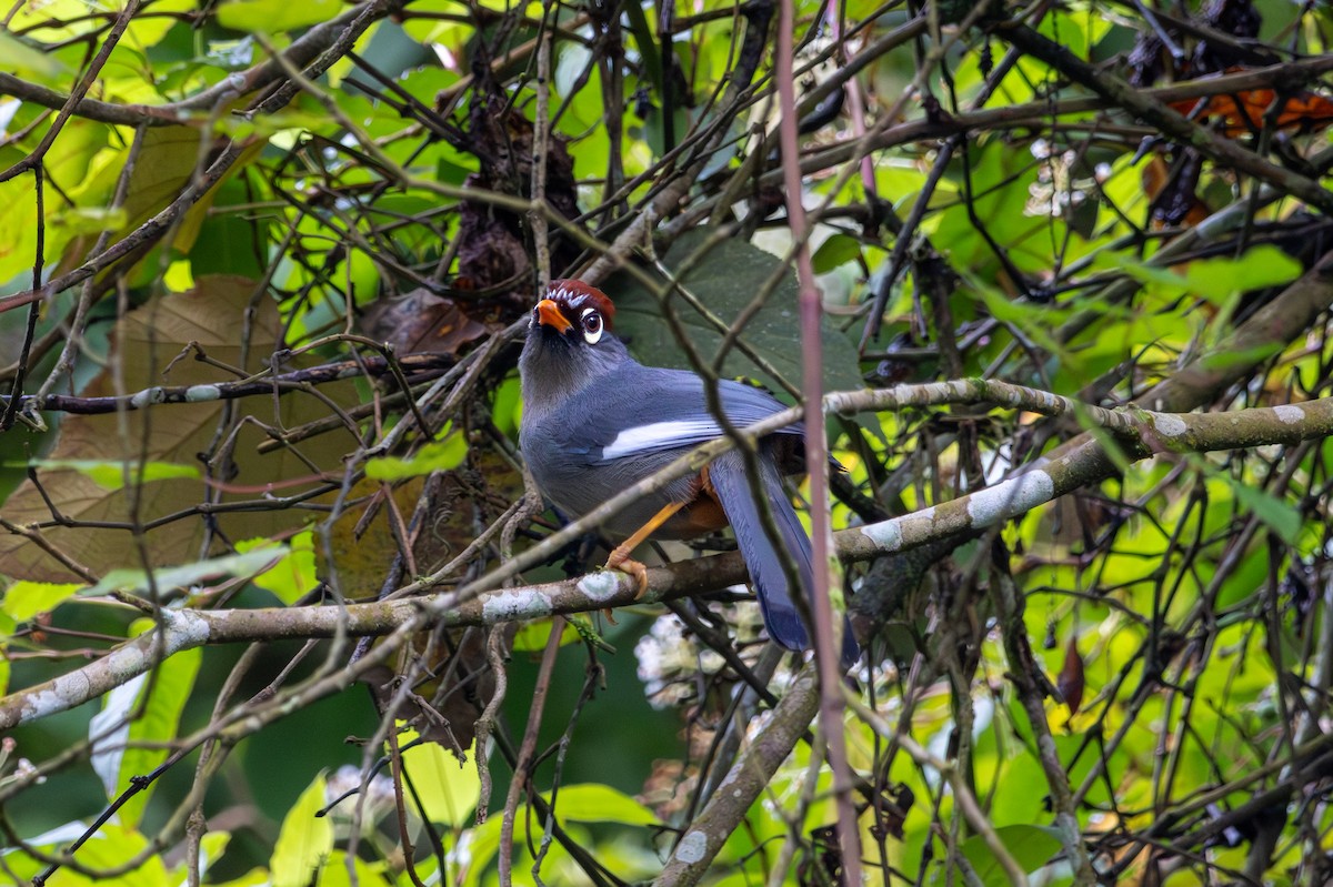 Chestnut-capped Laughingthrush - ML646437553