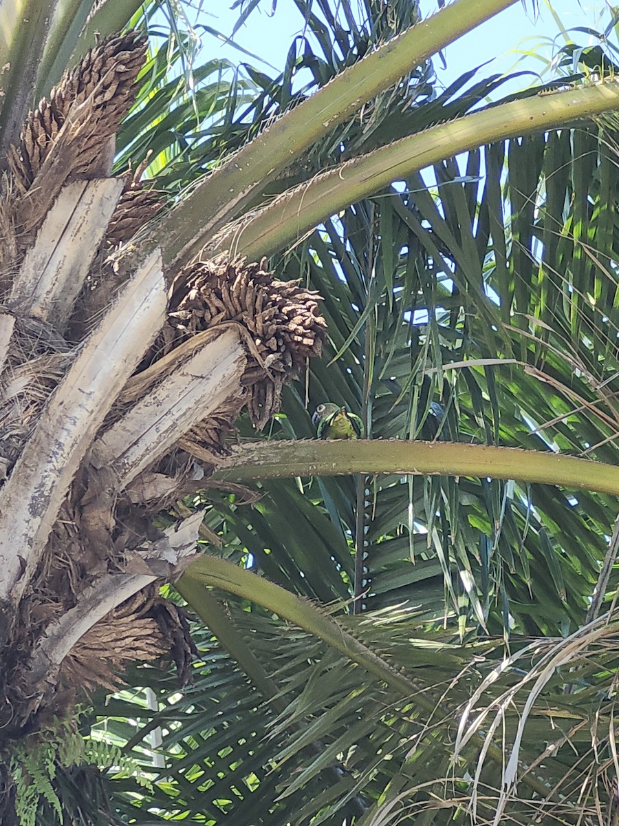 Brown-throated Parakeet - ML646437554