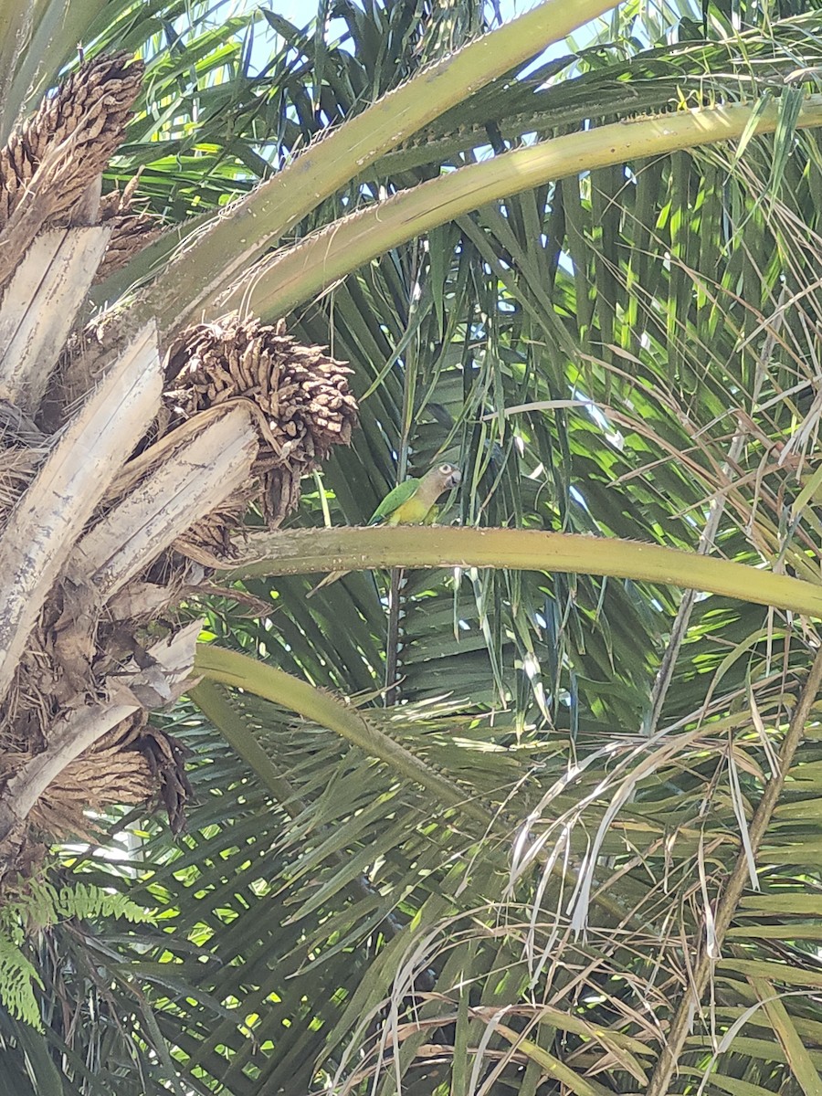 Brown-throated Parakeet - ML646437555