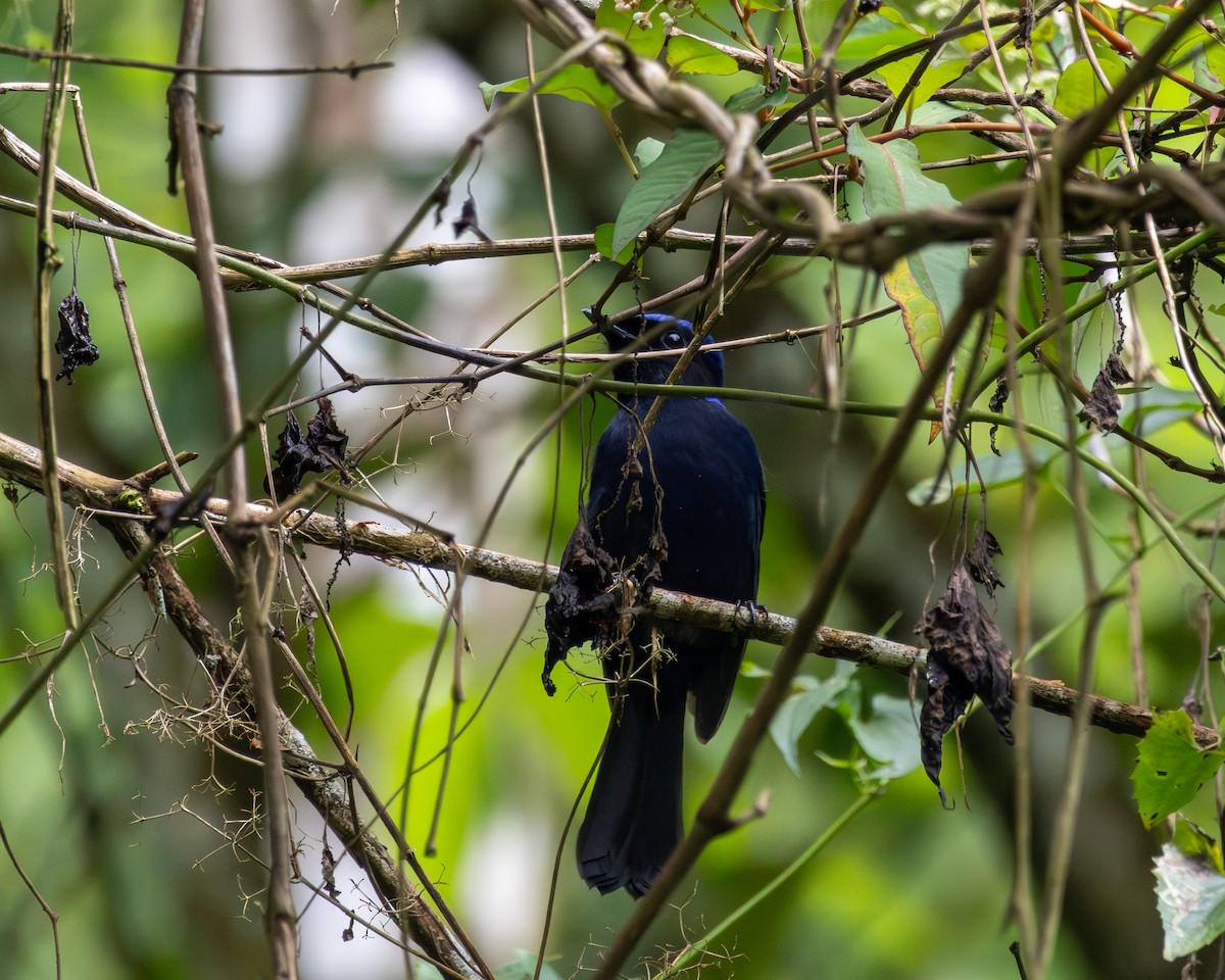 Large Niltava - ML646437556