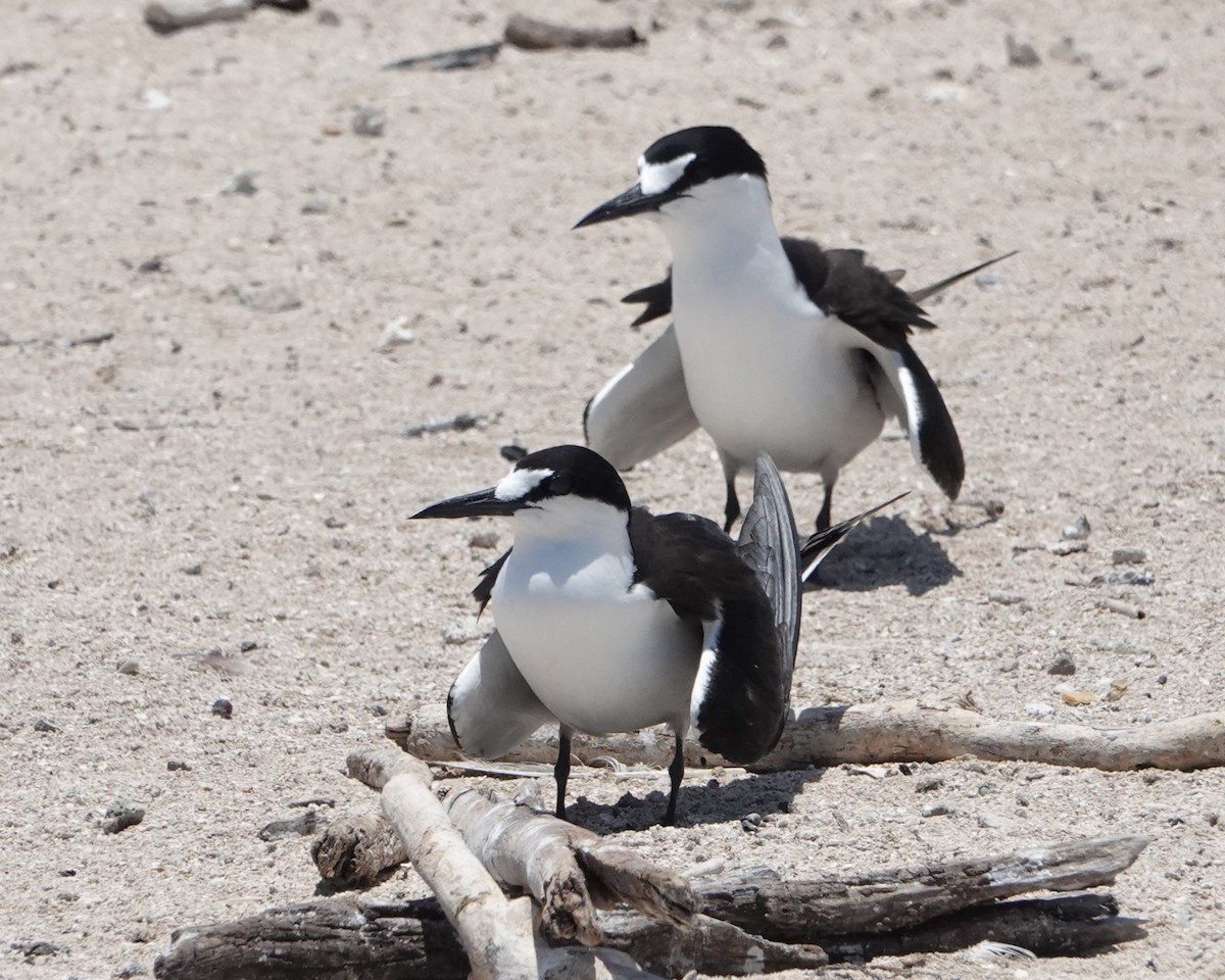 Sooty Tern - ML646437557