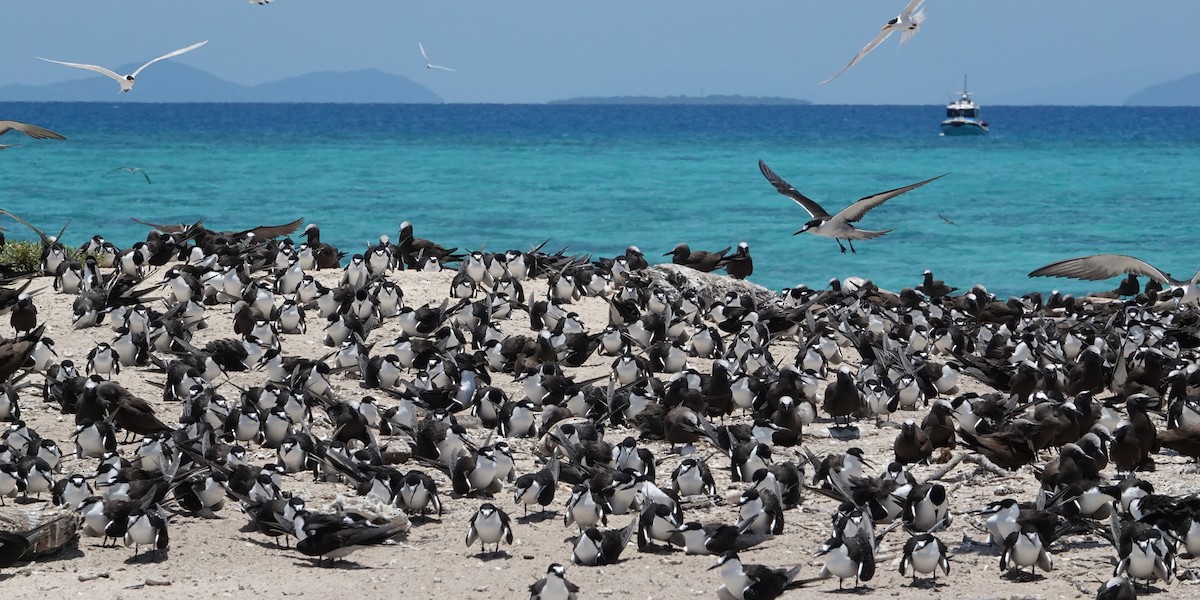 Sooty Tern - ML646437558