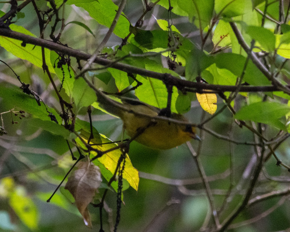 Golden Babbler - ML646437559