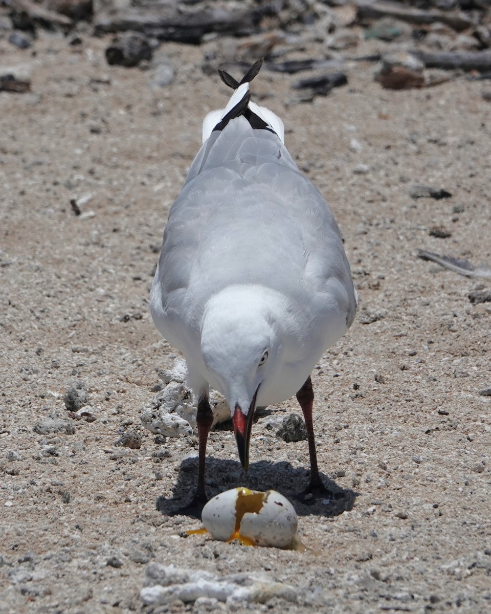 Silver Gull - ML646437561