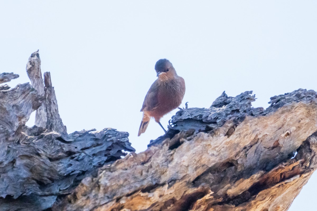 Rufous Treecreeper - ML646437562