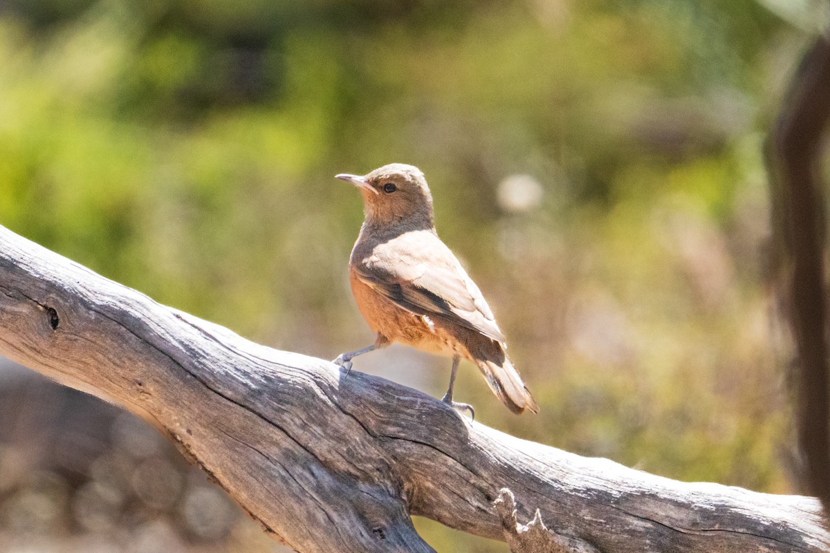 Rufous Treecreeper - ML646437563