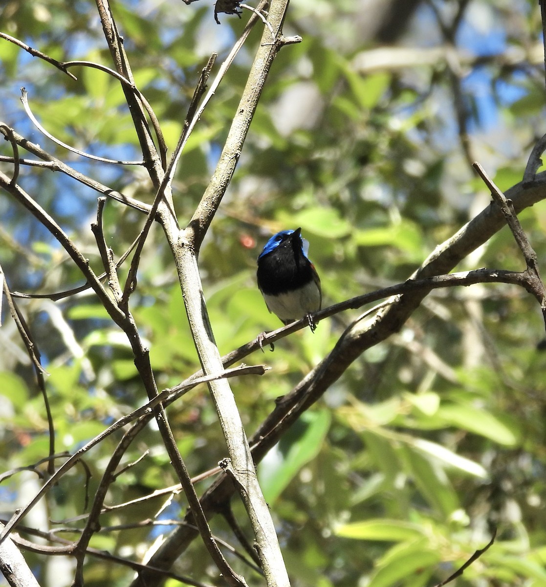 Variegated Fairywren - ML646437564