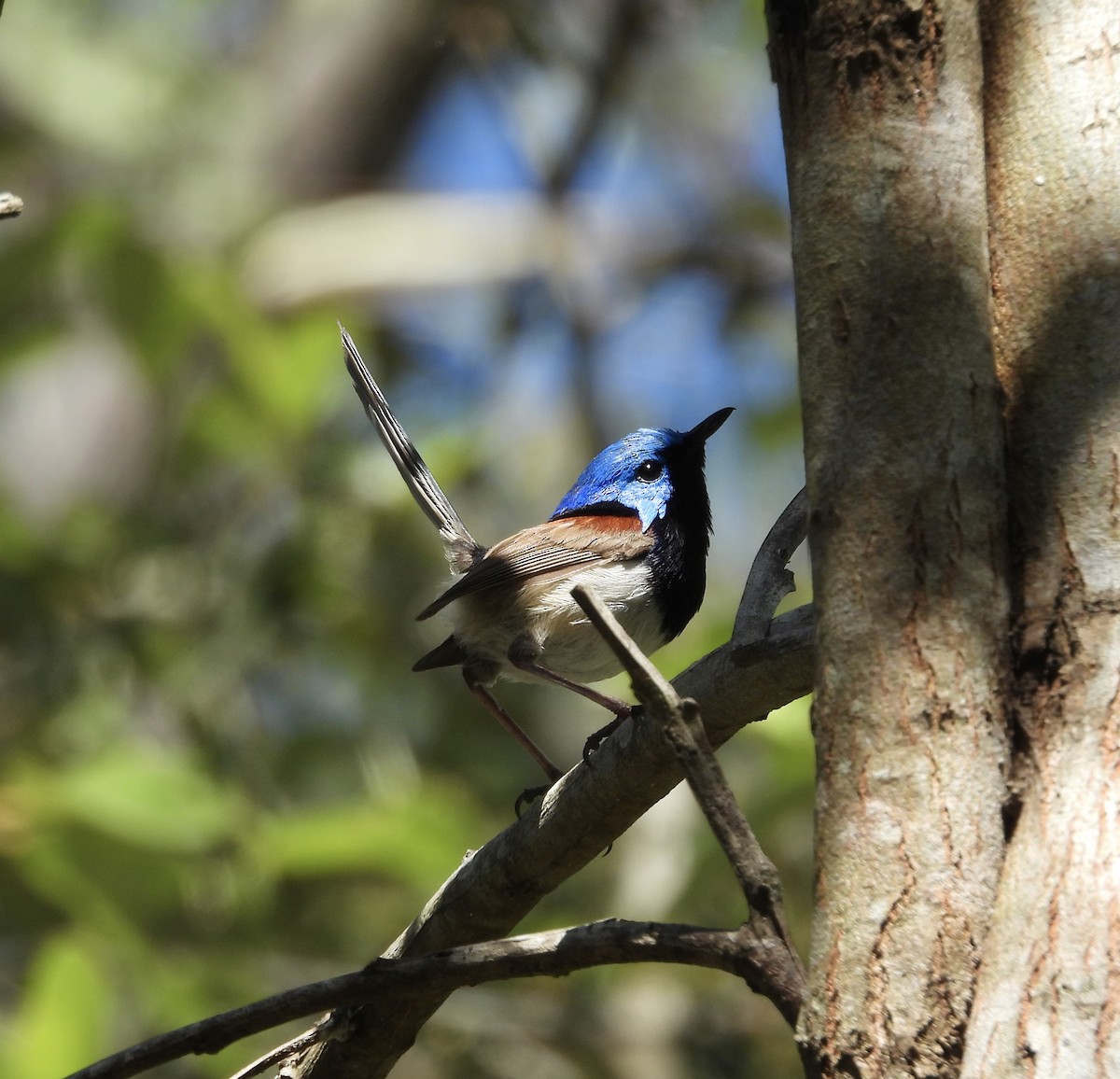 Variegated Fairywren - ML646437565
