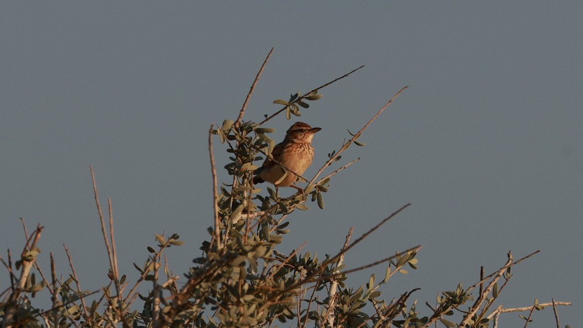 Sabota Lark (Bradfield's) - ML646437566