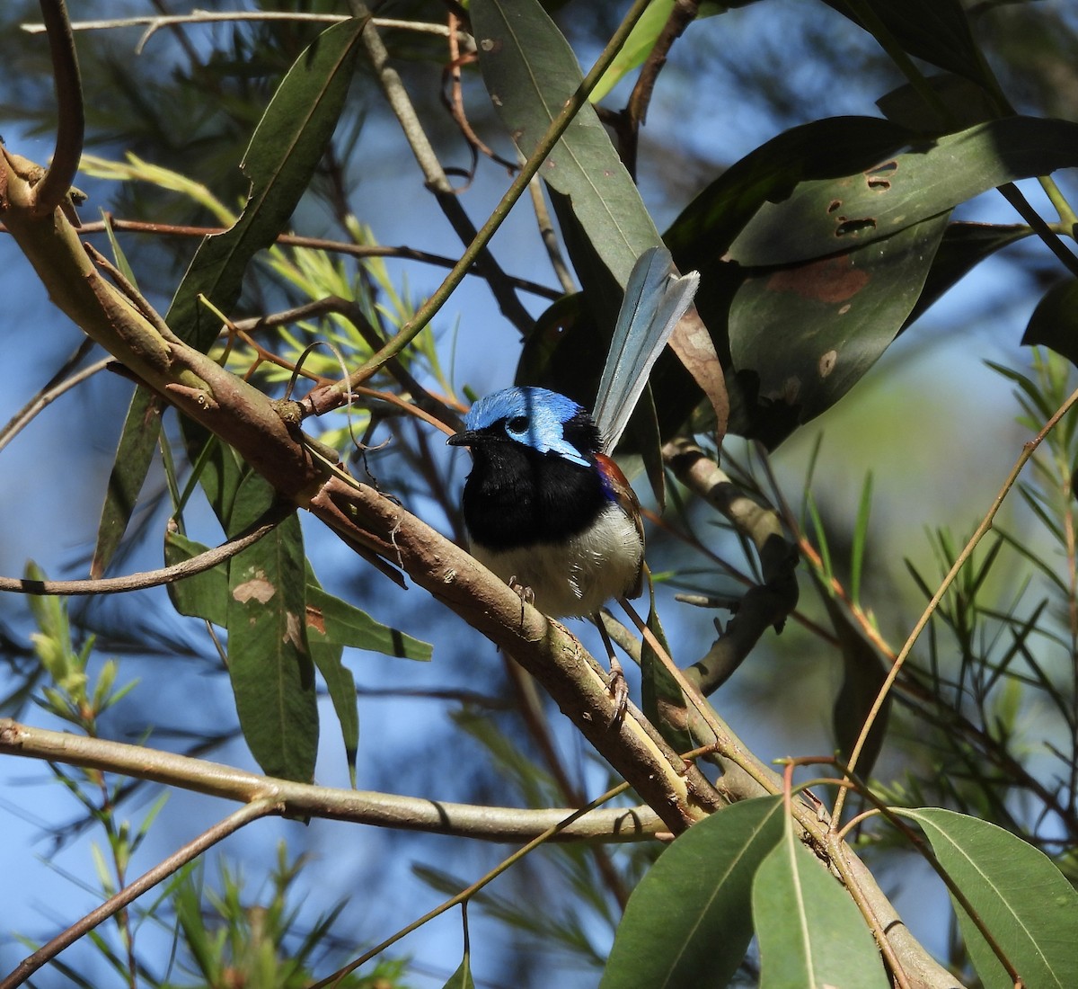 Variegated Fairywren - ML646437567