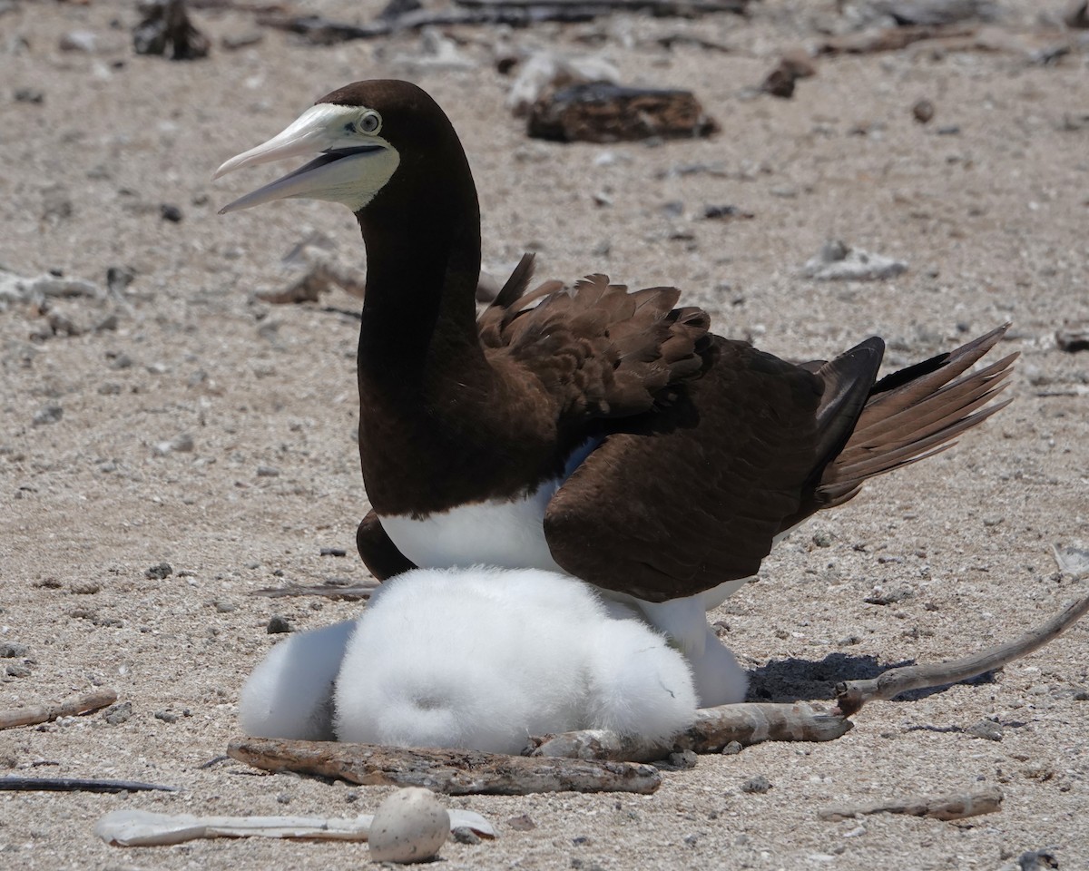 Brown Booby - ML646437568