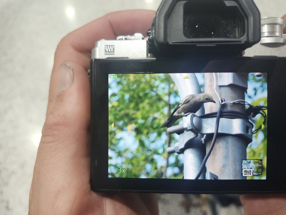 Plain-colored Tanager - ML646437569