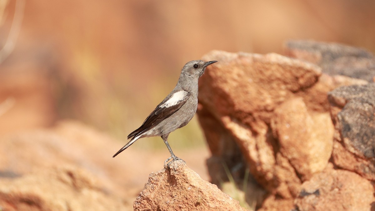 Mountain Chat - ML646437571