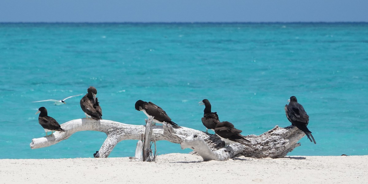 Brown Booby - ML646437572