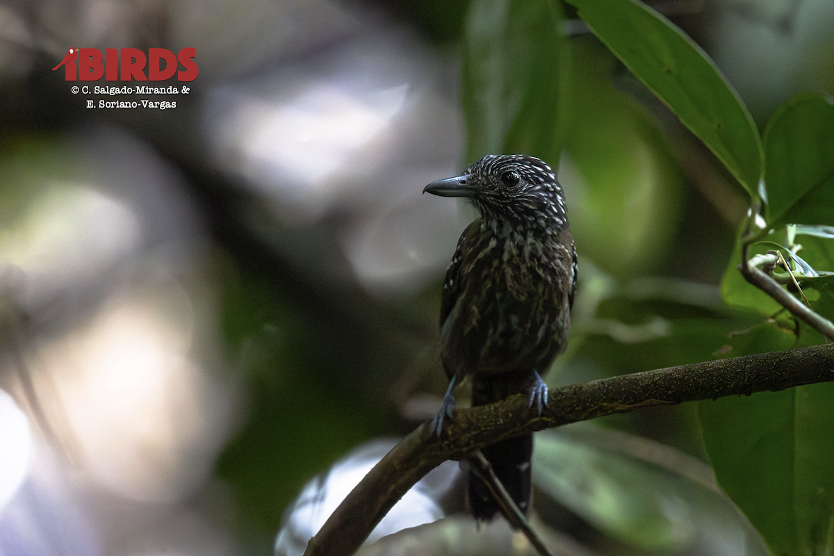 Black-hooded Antshrike - ML646437573