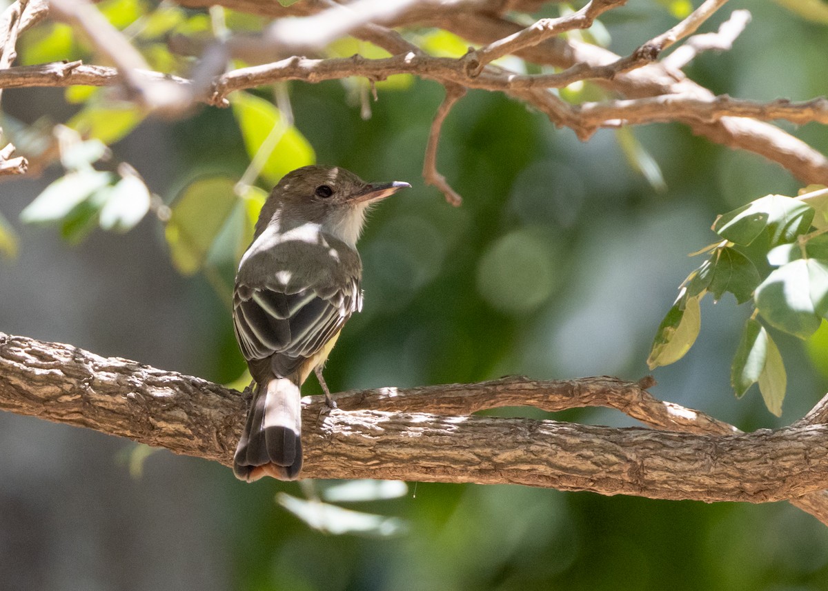 Swainson's Flycatcher - ML646437574