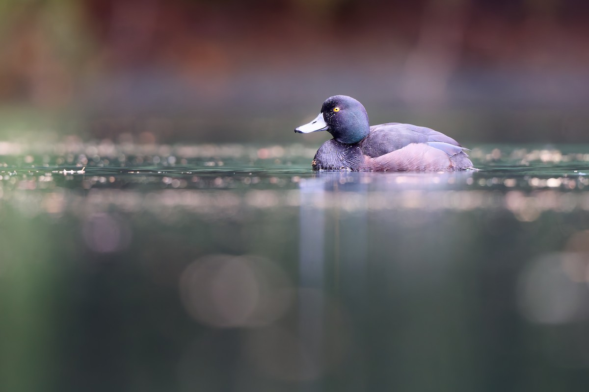 New Zealand Scaup - ML646437575