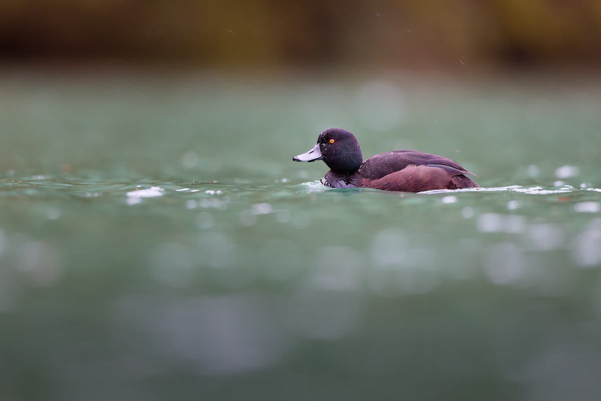 New Zealand Scaup - ML646437576
