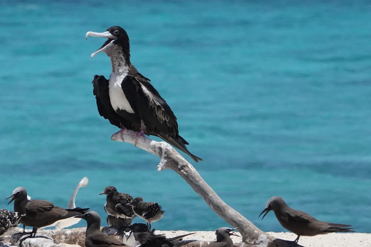 פריגט גדול - ML646437578