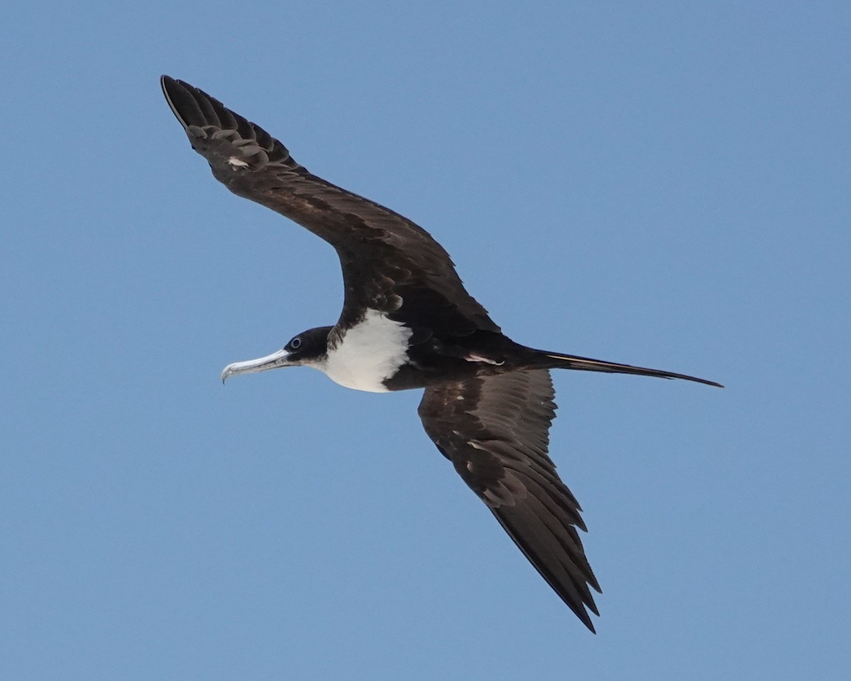 פריגט גדול - ML646437579