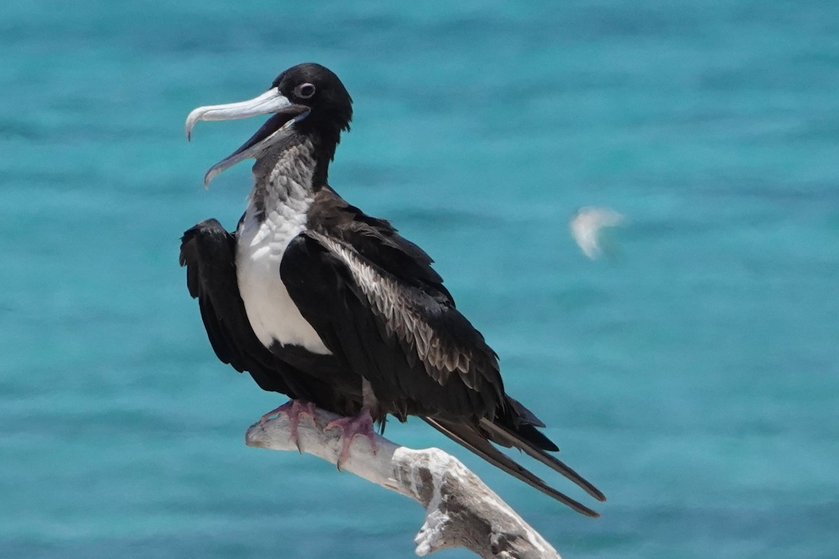 פריגט גדול - ML646437580