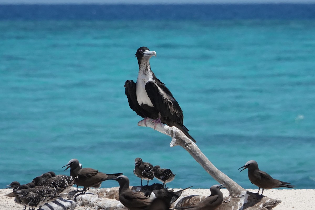 פריגט גדול - ML646437581