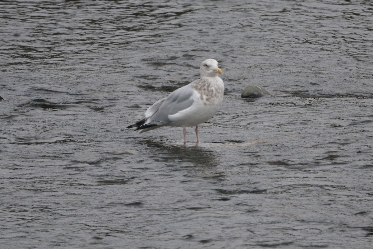 American Herring Gull - ML646437587