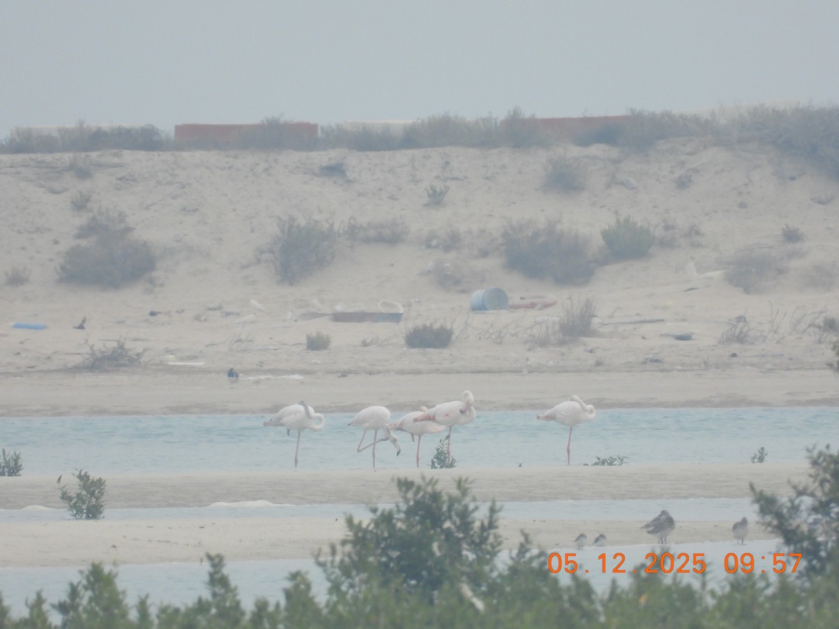 Greater Flamingo - ML646437589