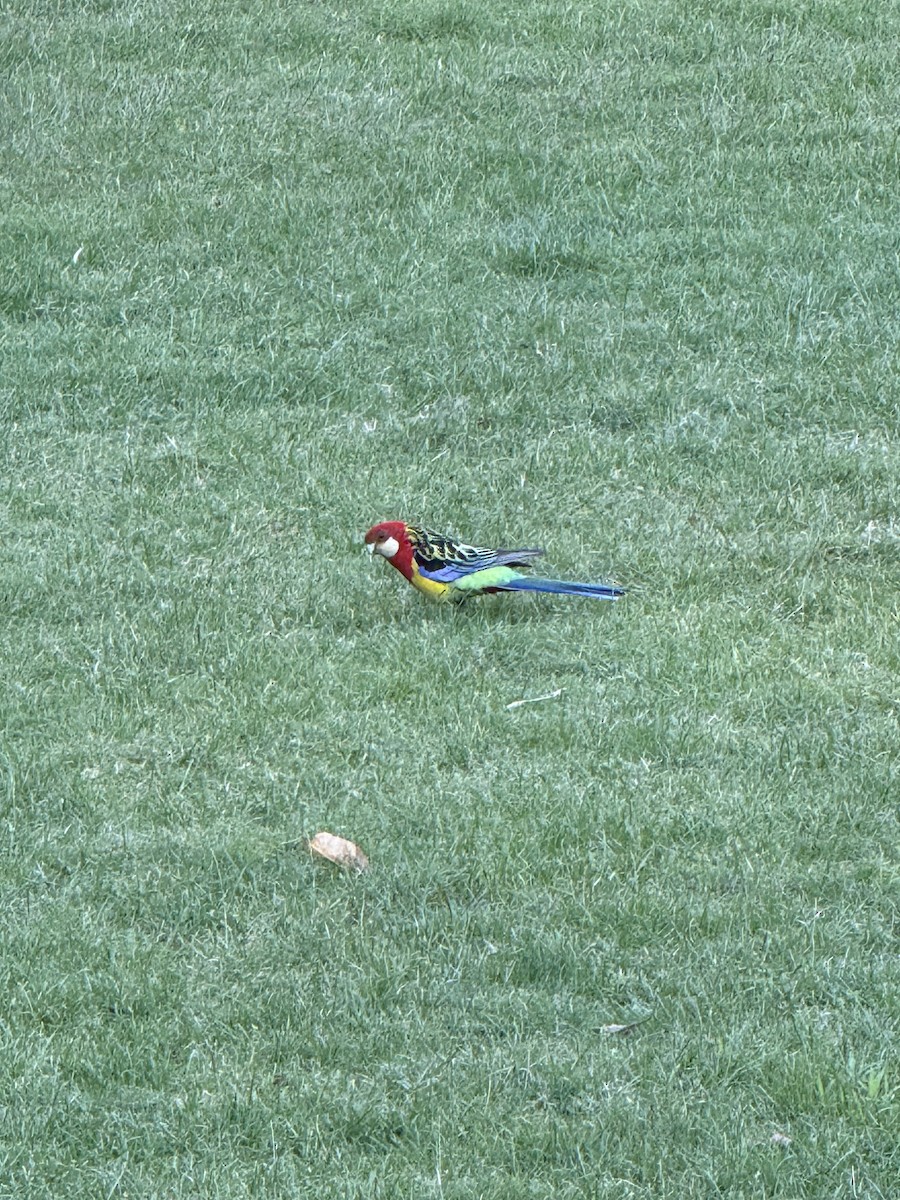 rosela pestrá - ML646437592