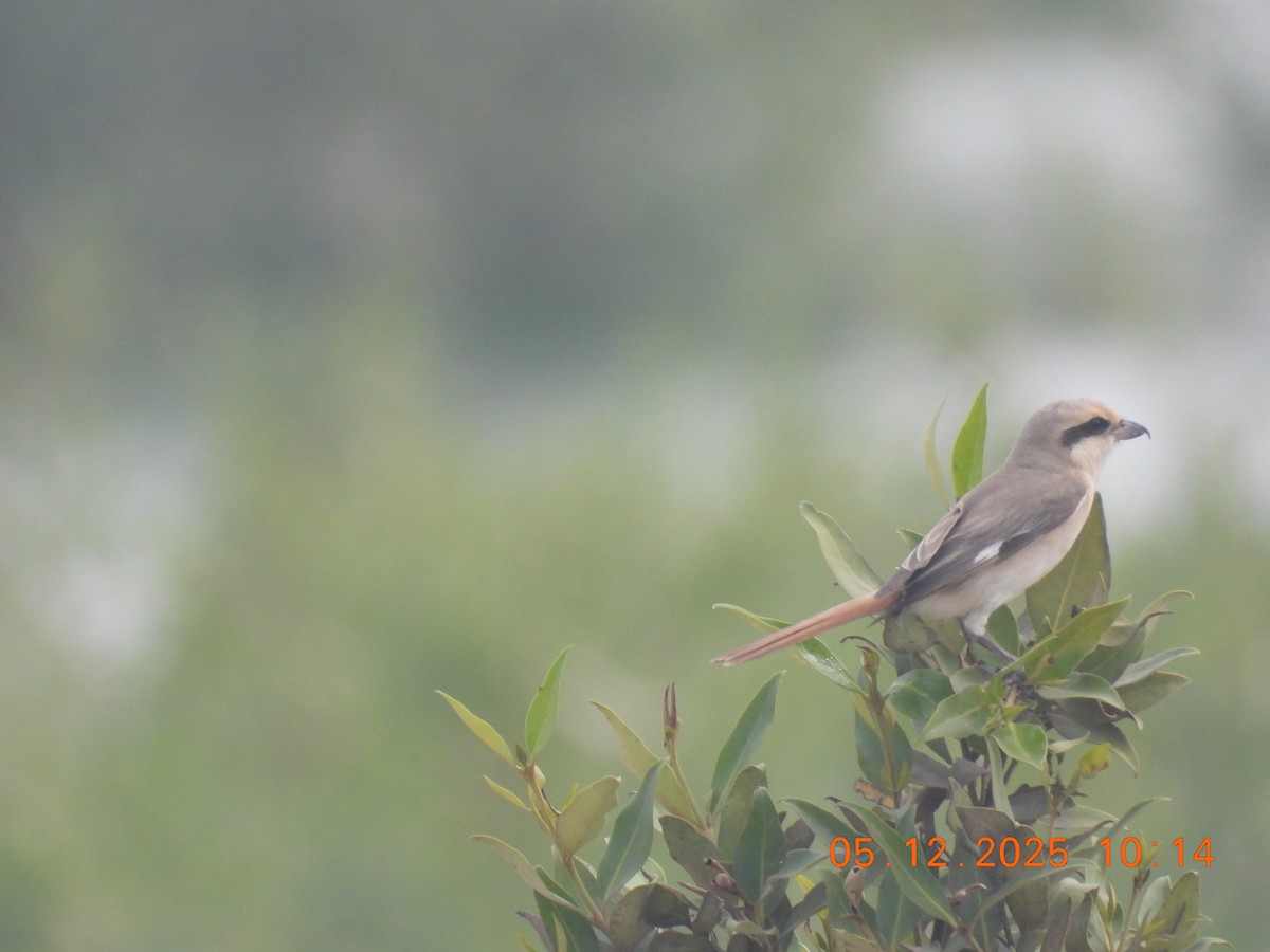 isabellavarsler - ML646437594