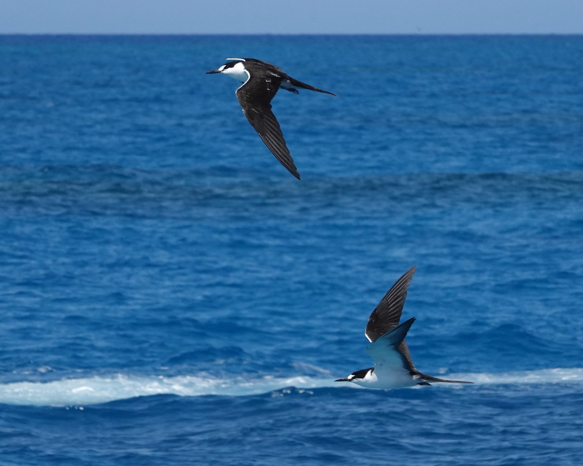 Txenada iluna - ML646437595