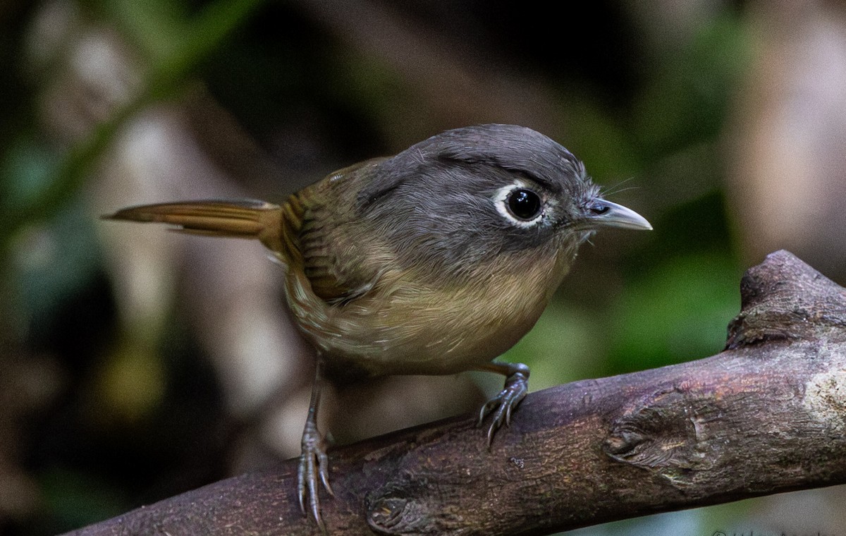 Nepal Fulvetta - ML646437598