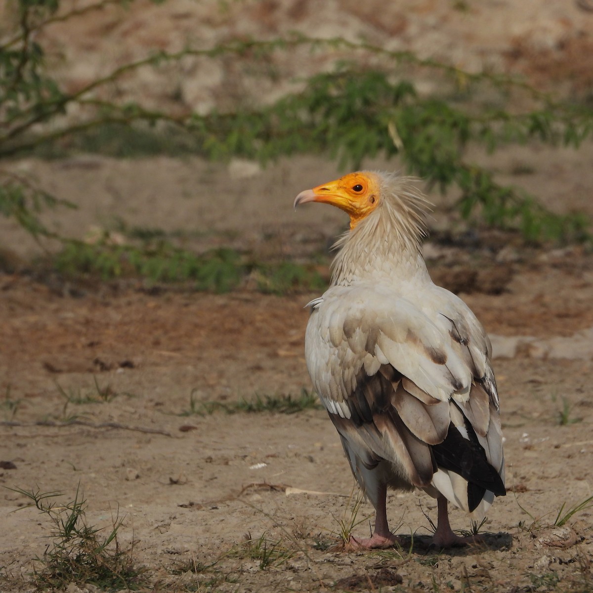 Egyptian Vulture - ML646437601