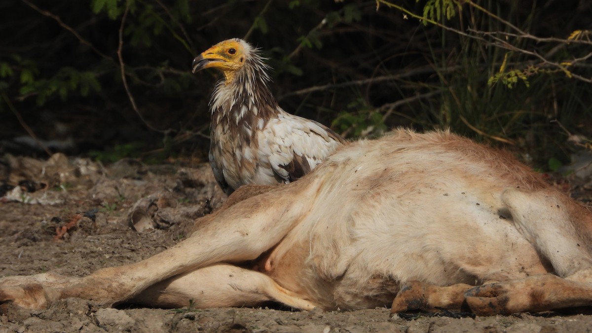 Egyptian Vulture - ML646437602