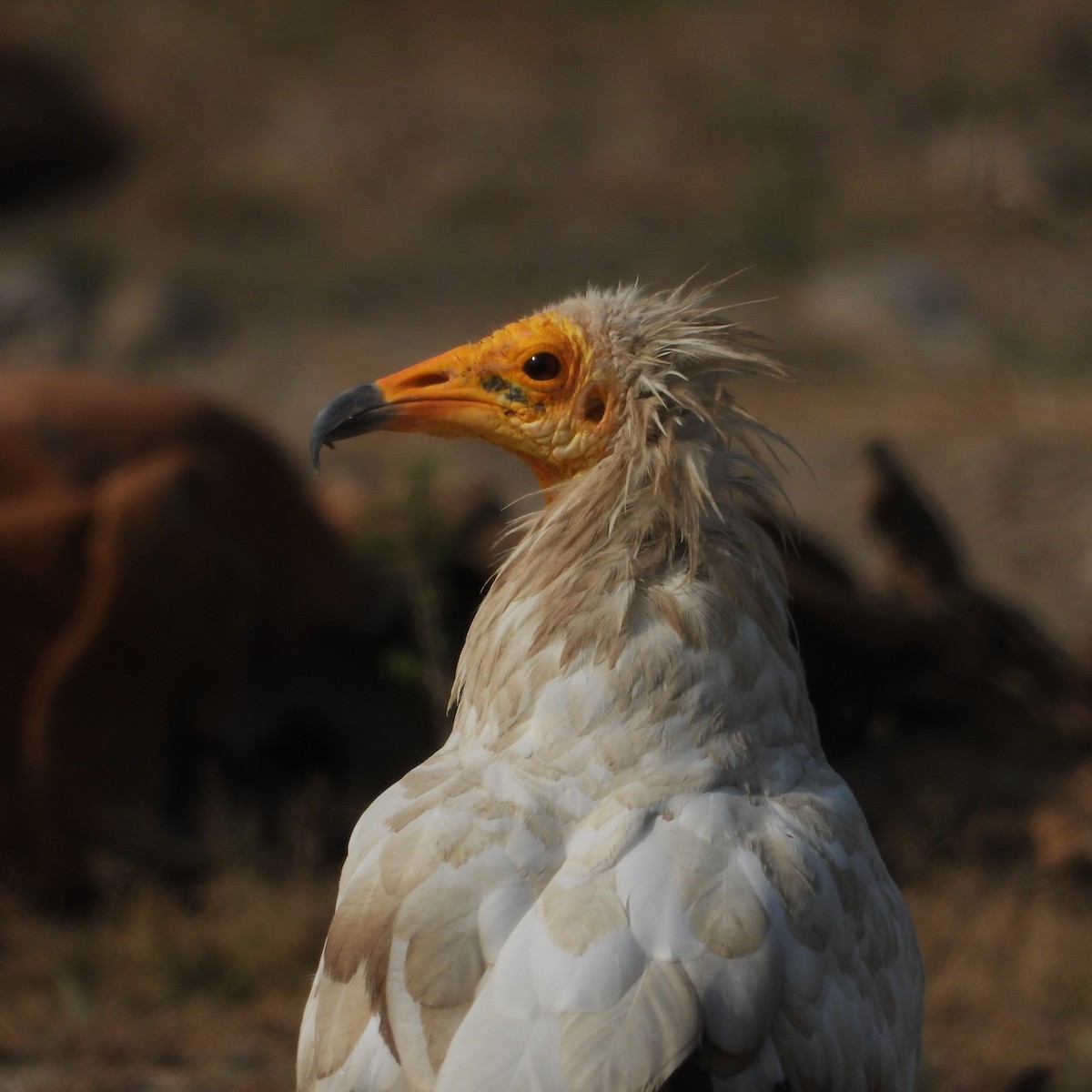 Egyptian Vulture - ML646437603