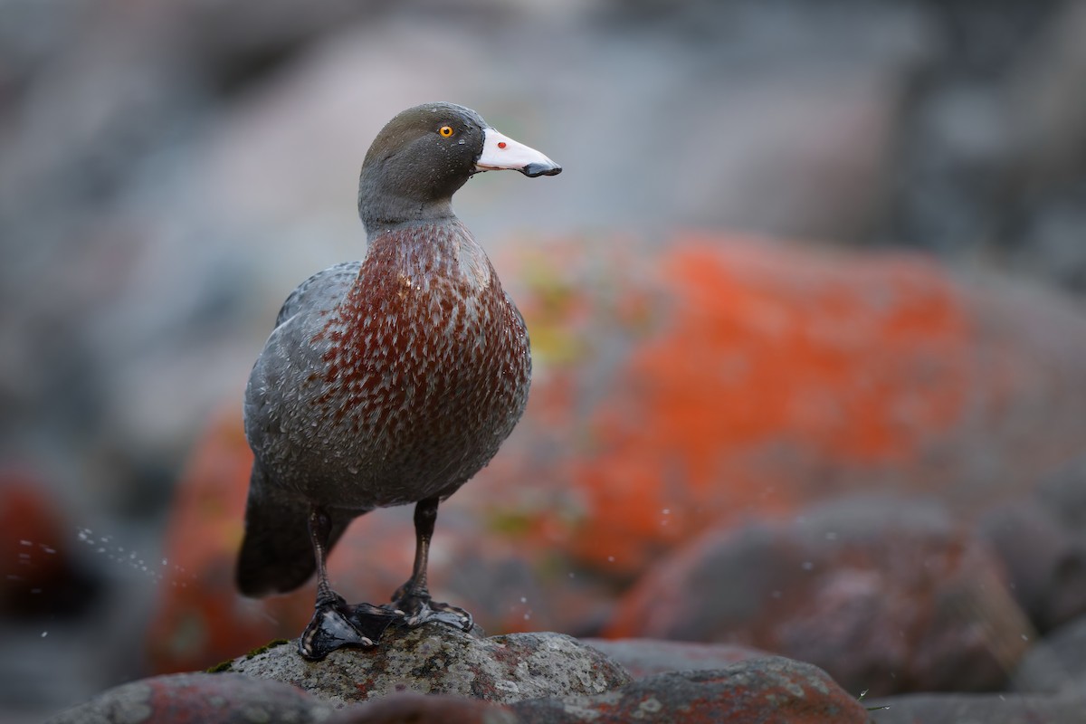 Blue Duck - ML646437605